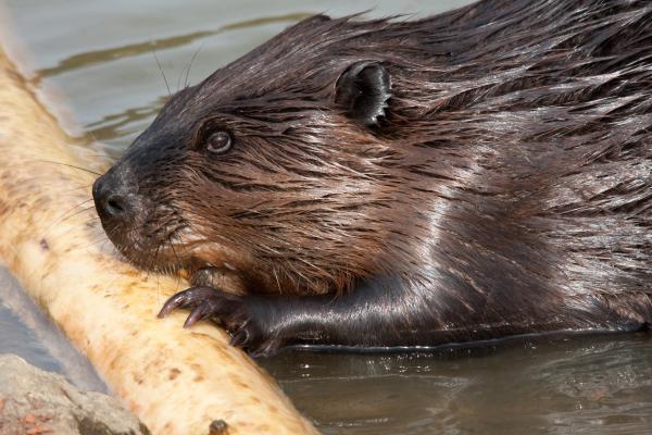 http://zien-is-kennen.nl/wp-content/uploads/2016/07/Bever3.jpg