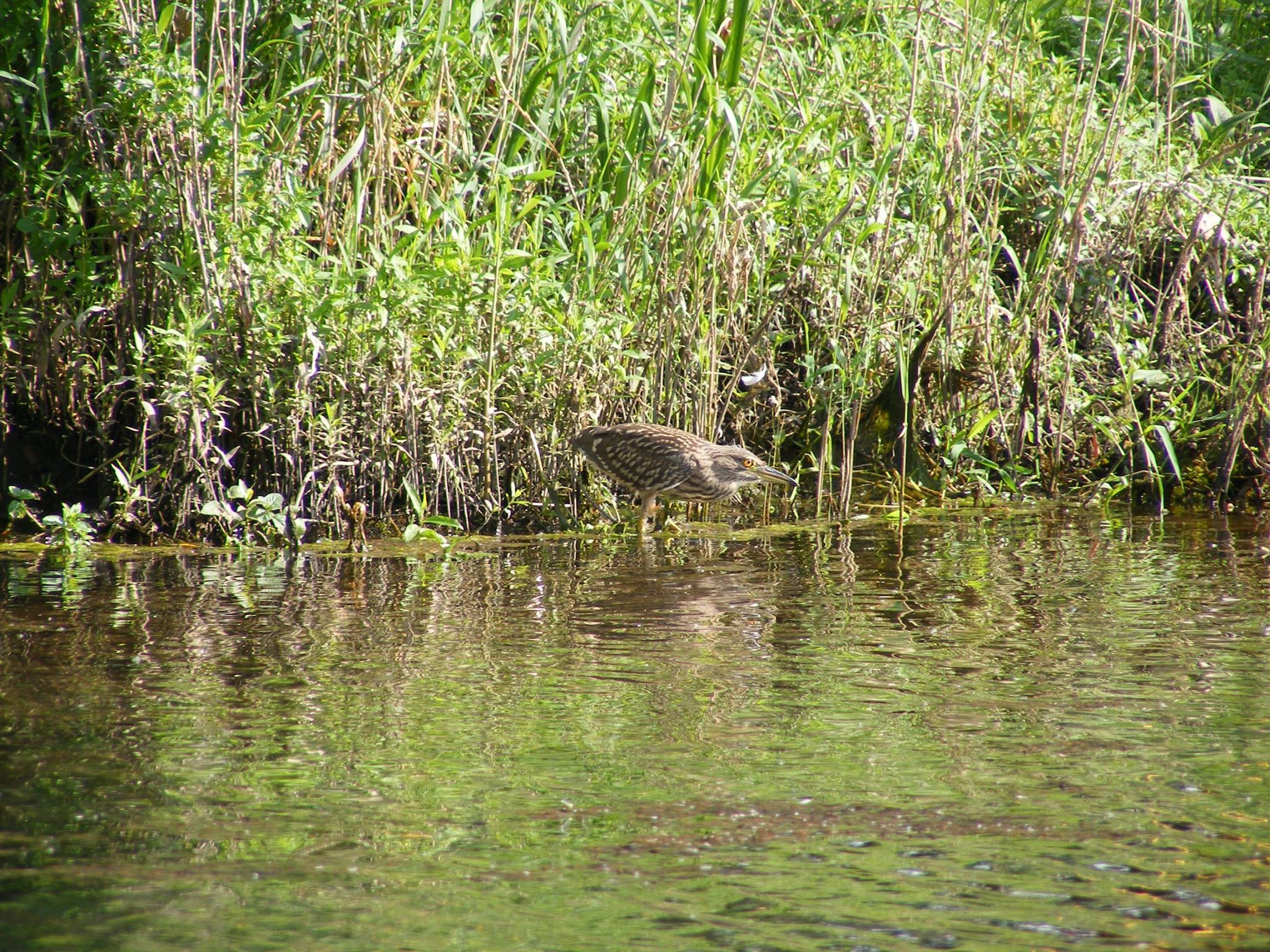 http://zien-is-kennen.nl/wp-content/uploads/2016/07/kwak1.jpg