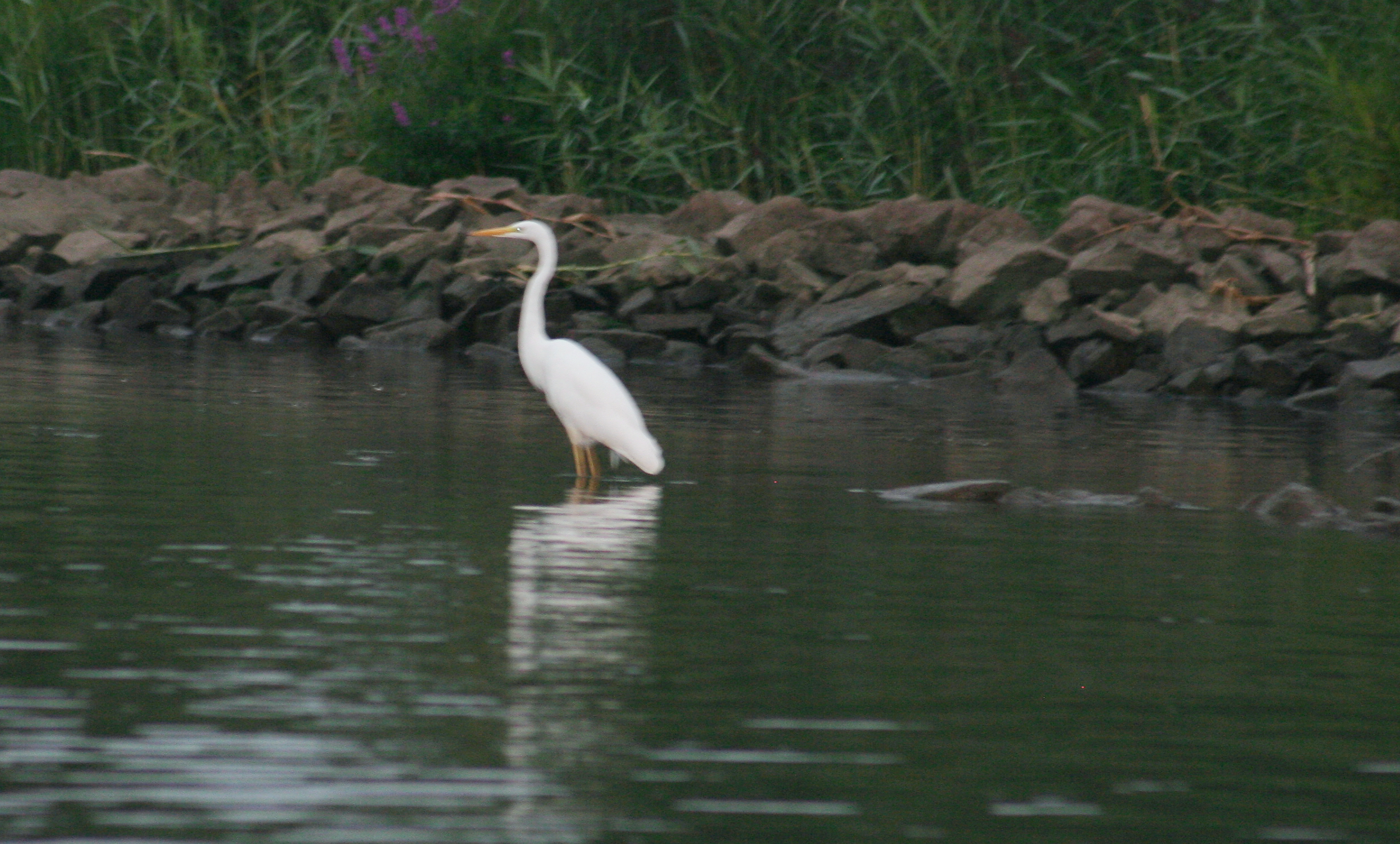 http://zien-is-kennen.nl/wp-content/uploads/2016/09/ZilverReiger.jpg